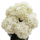 White Premium Hydrangea Box