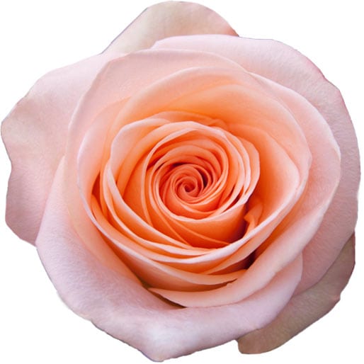 Timaflor Roses Tiffany – Falflowers